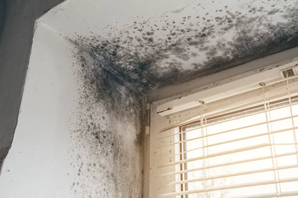 Affordable Black Mold Remediation solutions in Melfa, VA
